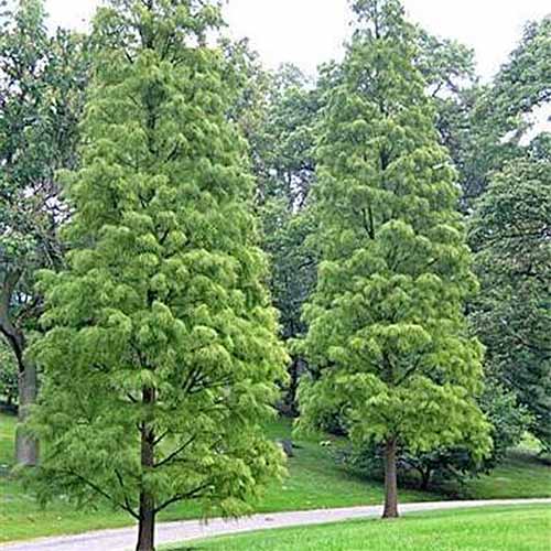 5 Evergreen Trees That Add Year-Round Greenery to Your Surroundings