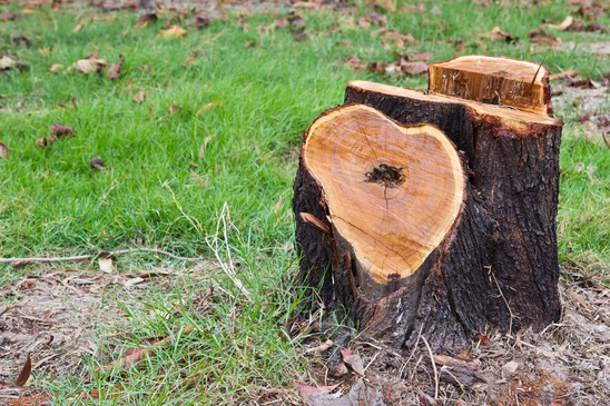 Tree Stumps Removal