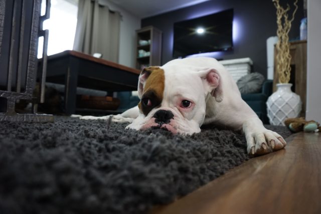 Stop Your Dog From Destroying Your Home