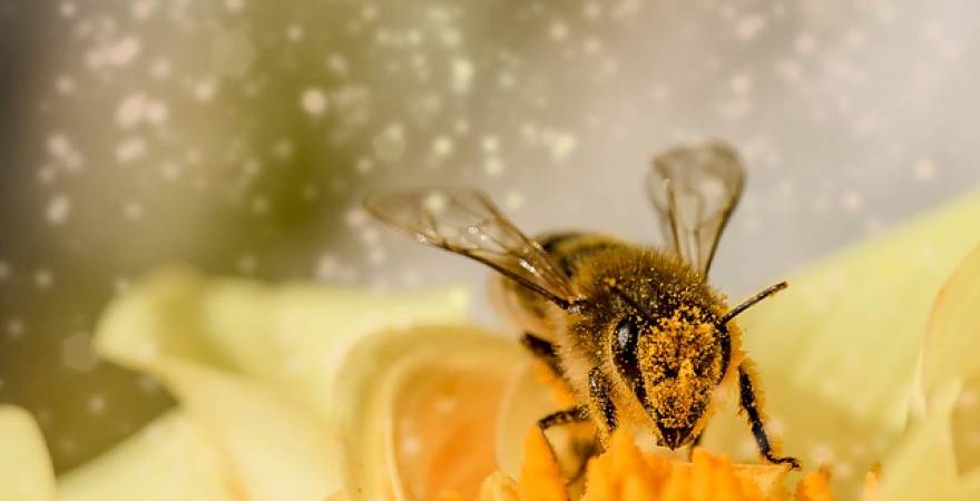 The Benefits of Bee Venom for Skin Care