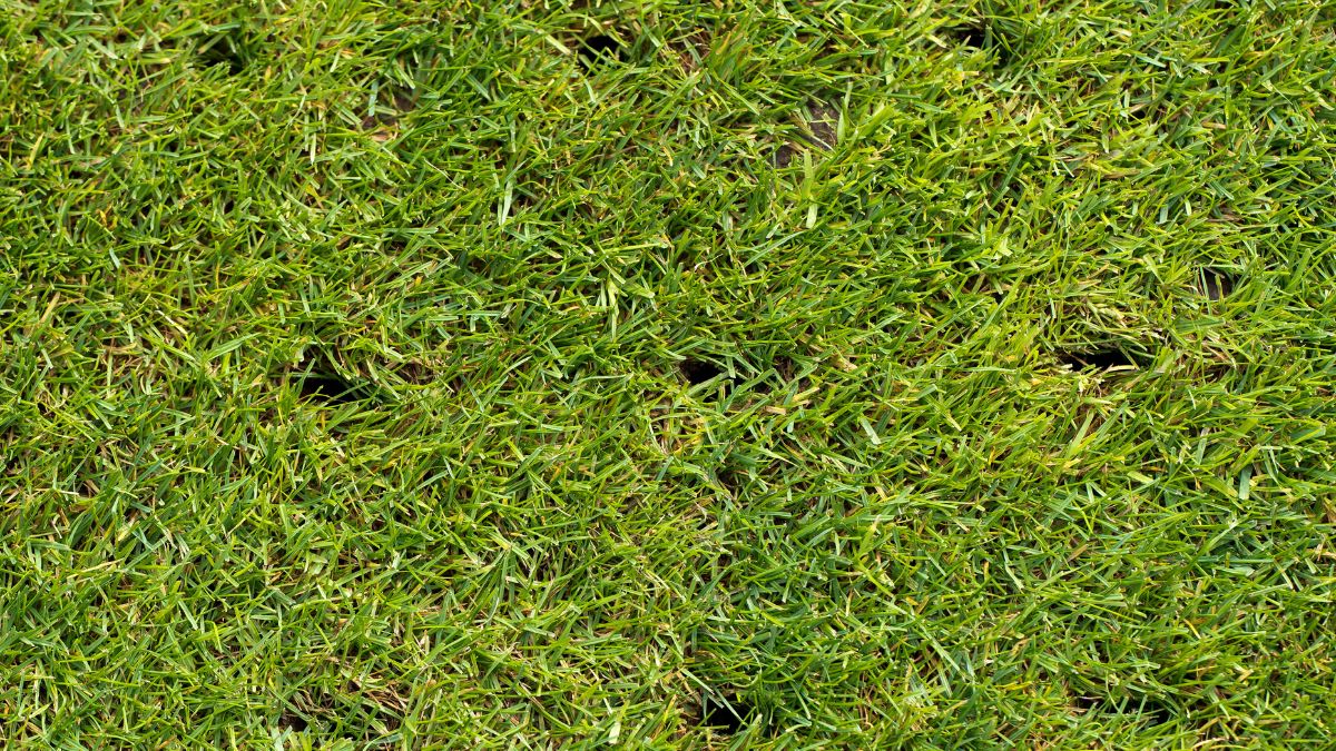 The Importance of Lawn Care for Your Business