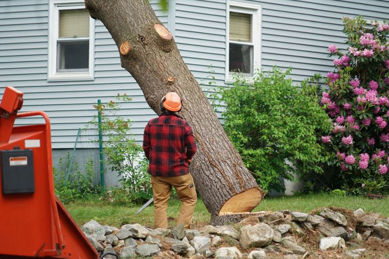 tree removal cost in Seattle